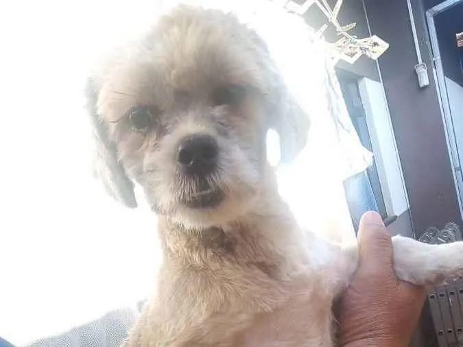 Cachorro ra a Lhasa Apso  idade 2 a 6 meses nome Íris 