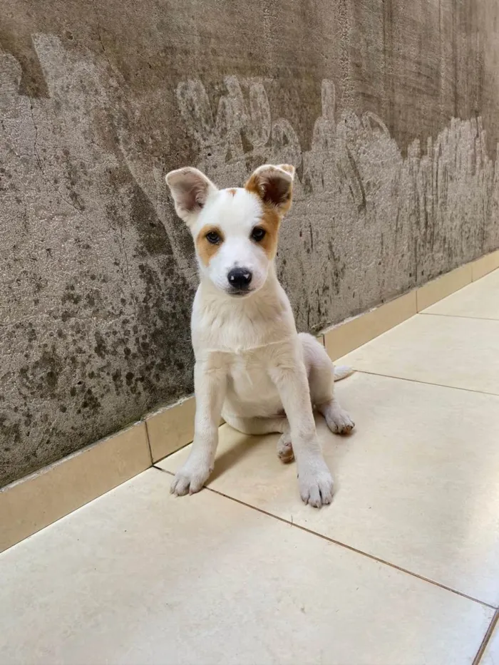 Cachorro raça Sem raça definida  idade 2 a 6 meses nome Bob