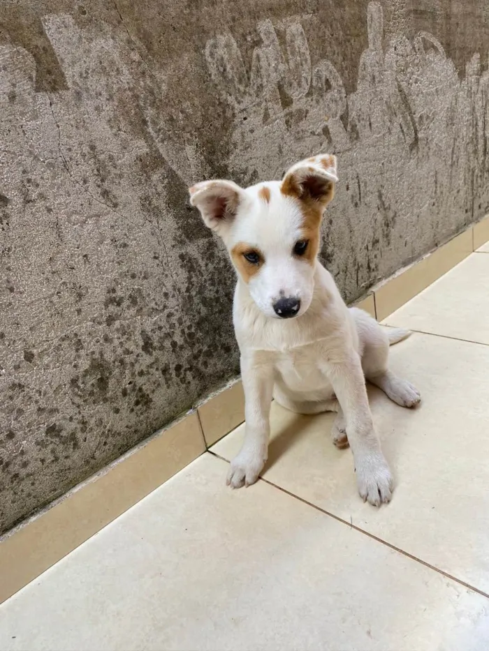 Cachorro raça Sem raça definida  idade 2 a 6 meses nome Bob