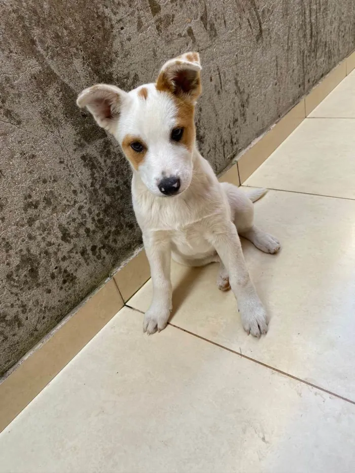 Cachorro raça Sem raça definida  idade 2 a 6 meses nome Bob