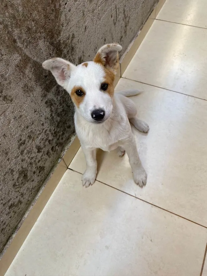 Cachorro raça Sem raça definida  idade 2 a 6 meses nome Bob