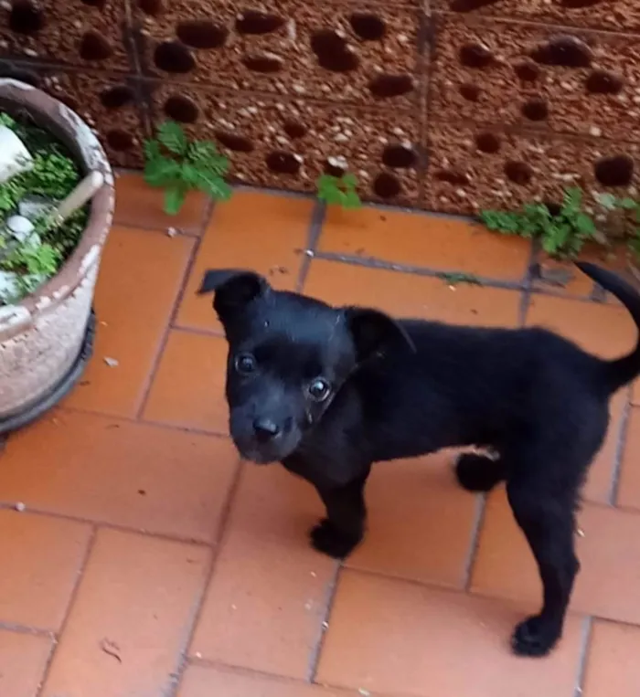 Cachorro ra a SRD idade Abaixo de 2 meses nome Belinha
