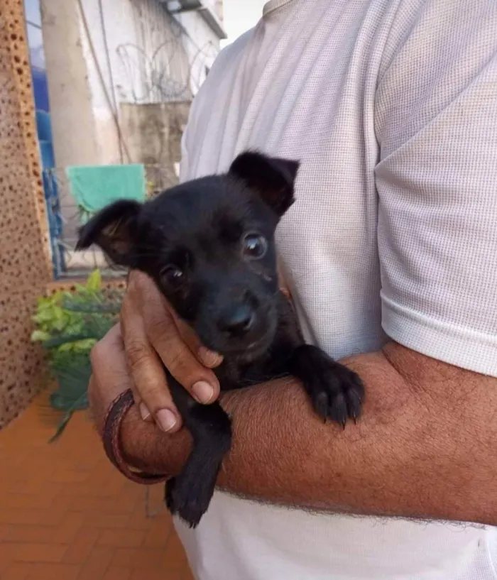 Cachorro ra a SRD idade Abaixo de 2 meses nome Belinha