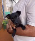 Belinha