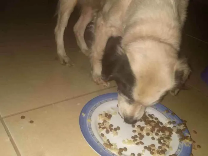 Cachorro ra a Vira lata idade 6 ou mais anos nome Branquinha