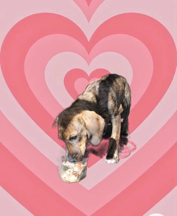 Cachorro raça Srd idade 2 a 6 meses nome Nina bb3meses Linda 