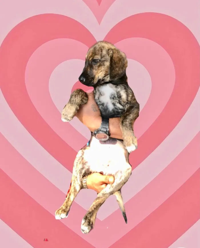 Cachorro raça Srd idade 2 a 6 meses nome Nina bb3meses Linda 