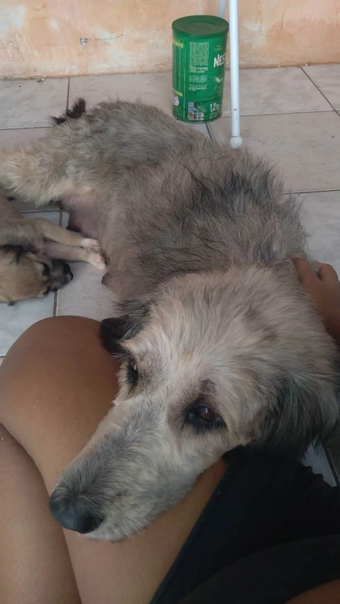 Cachorro ra a Poodle idade 2 anos nome Madonna