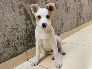 Cachorro raça Sem raça definida  idade 2 a 6 meses nome Bob