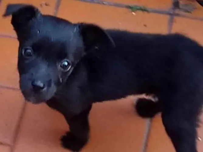 Cachorro ra a SRD idade Abaixo de 2 meses nome Belinha