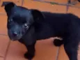 Belinha