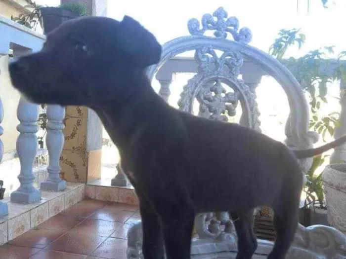 Cachorro raça Patterdale Terrier idade 2 a 6 meses nome Branquelo