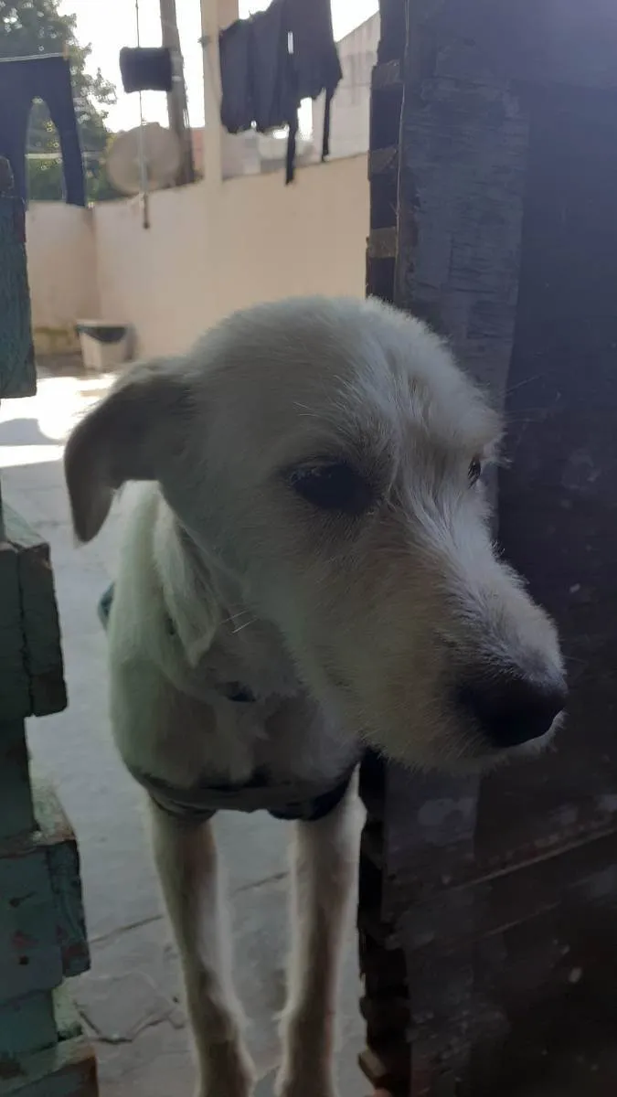 Cachorro ra a Vira-lata idade 1 ano nome Zig