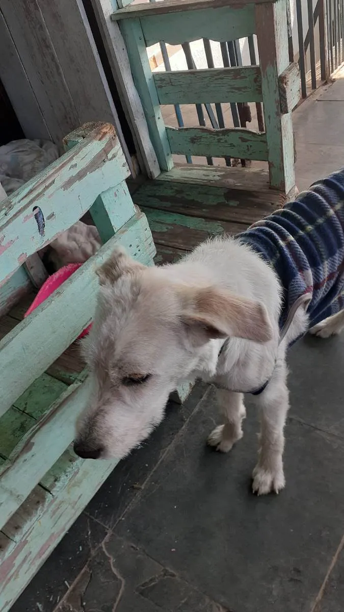 Cachorro ra a Vira-lata idade 1 ano nome Zig