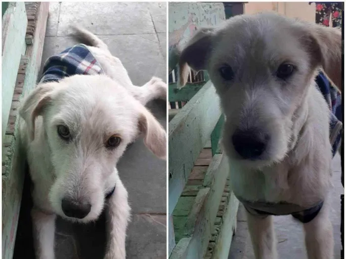 Cachorro ra a Vira-lata idade 1 ano nome Zig