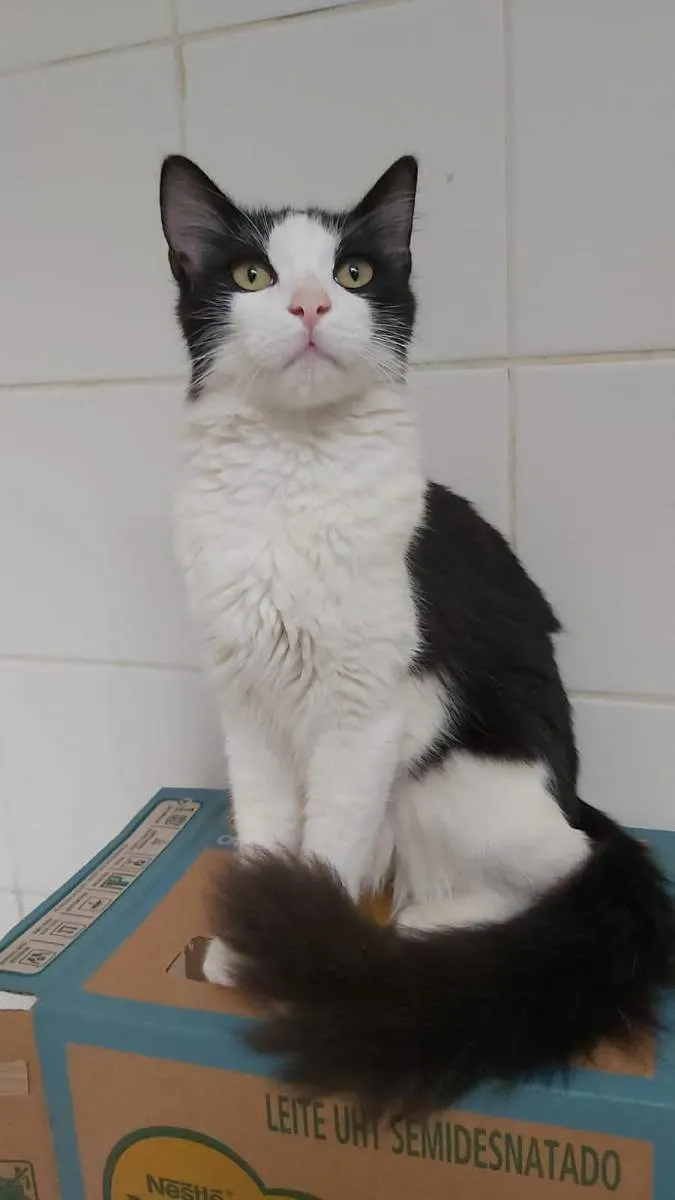 Gato ra a Srd idade 7 a 11 meses nome Apollo