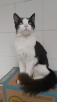 Apollo