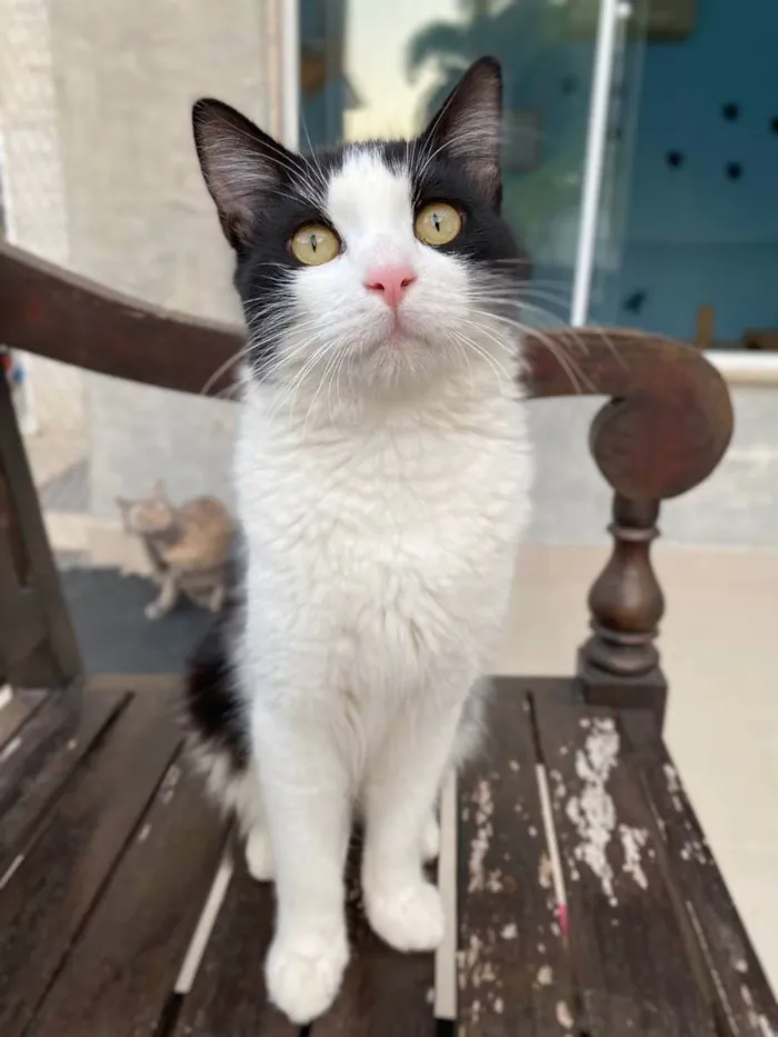 Gato ra a Srd idade 7 a 11 meses nome Apollo