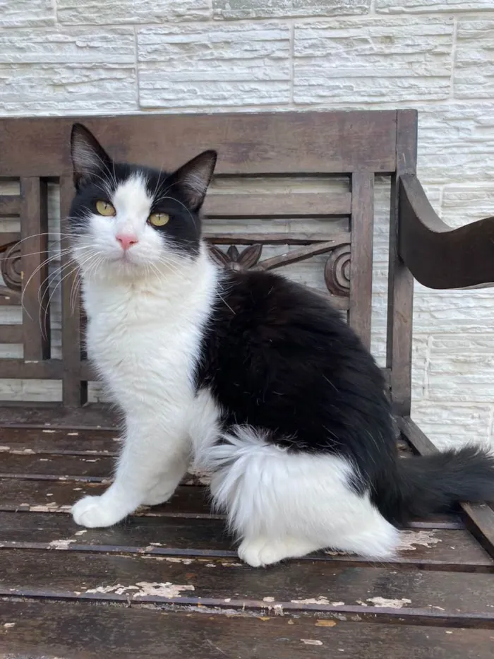 Gato ra a Srd idade 7 a 11 meses nome Apollo