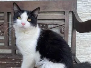 Gato raça Srd idade 7 a 11 meses nome Apollo