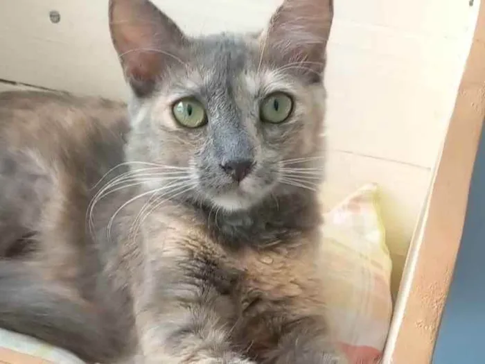 Gato ra a Srd idade 7 a 11 meses nome Suzy