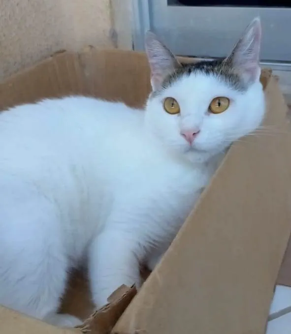 Gato ra a Srd idade 2 anos nome Ayana