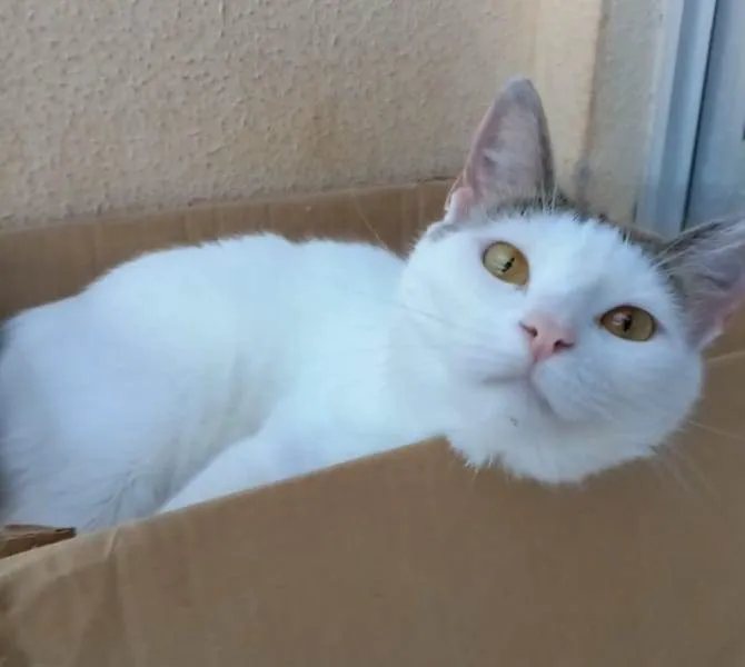Gato ra a Srd idade 2 anos nome Ayana