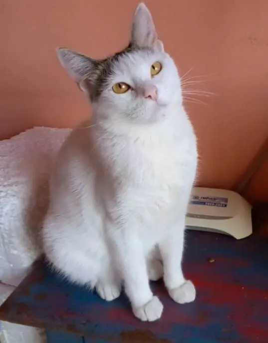 Gato ra a Srd idade 2 anos nome Ayana