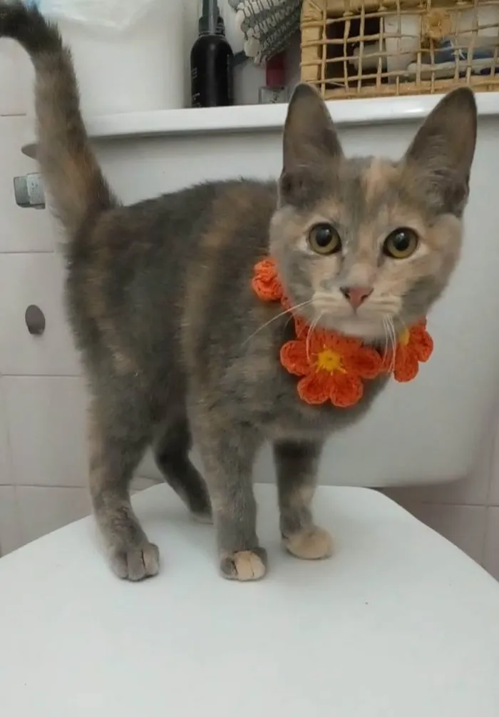 Gato ra a Srd idade 2 a 6 meses nome Mistica