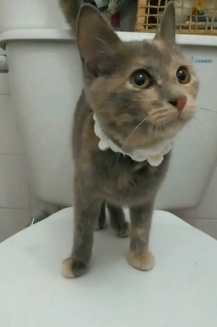 Gato ra a Srd idade 2 a 6 meses nome Mistica
