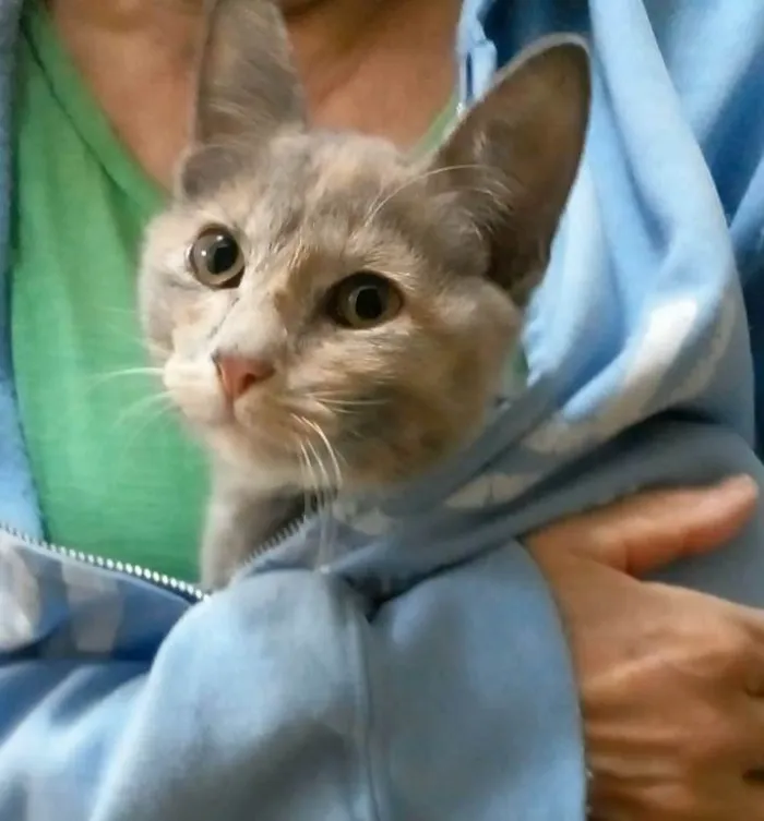 Gato ra a Srd idade 2 a 6 meses nome Mistica