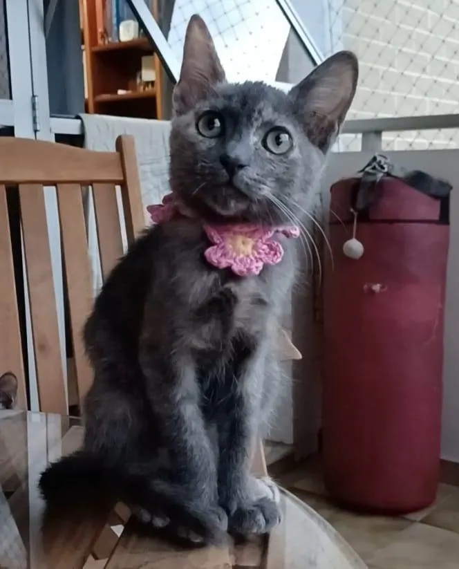 Gato ra a Srd idade 2 a 6 meses nome Maria 