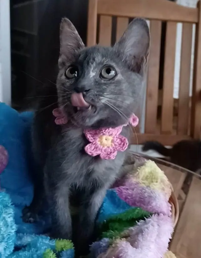 Gato ra a Srd idade 2 a 6 meses nome Maria 