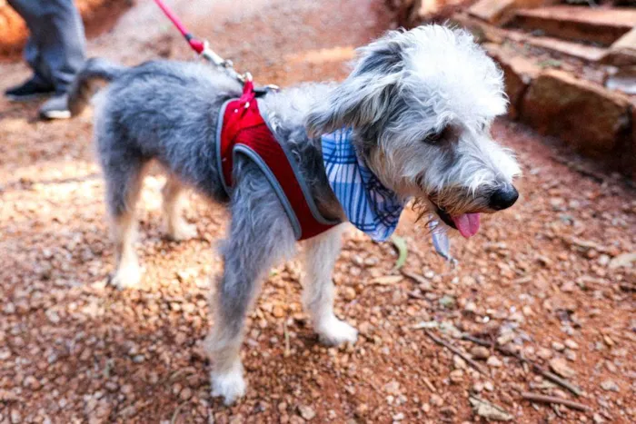 Cachorro ra a Sem raça definida idade 1 ano nome Jerry