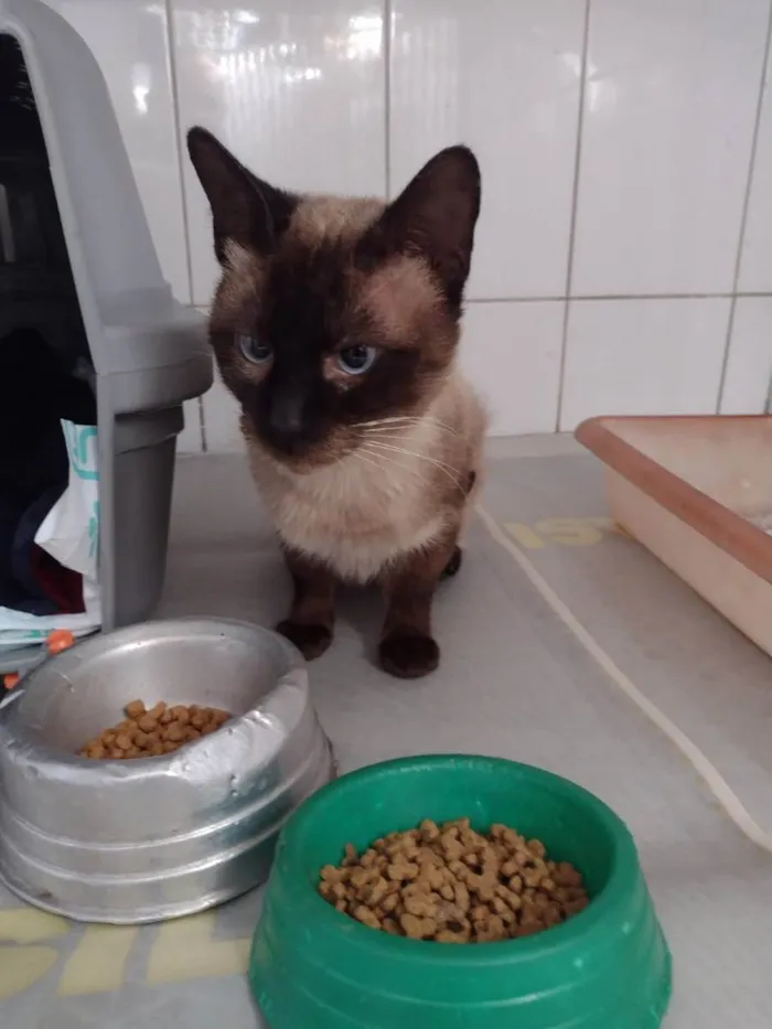 Gato raça Siamês  idade 3 anos nome Dodongo