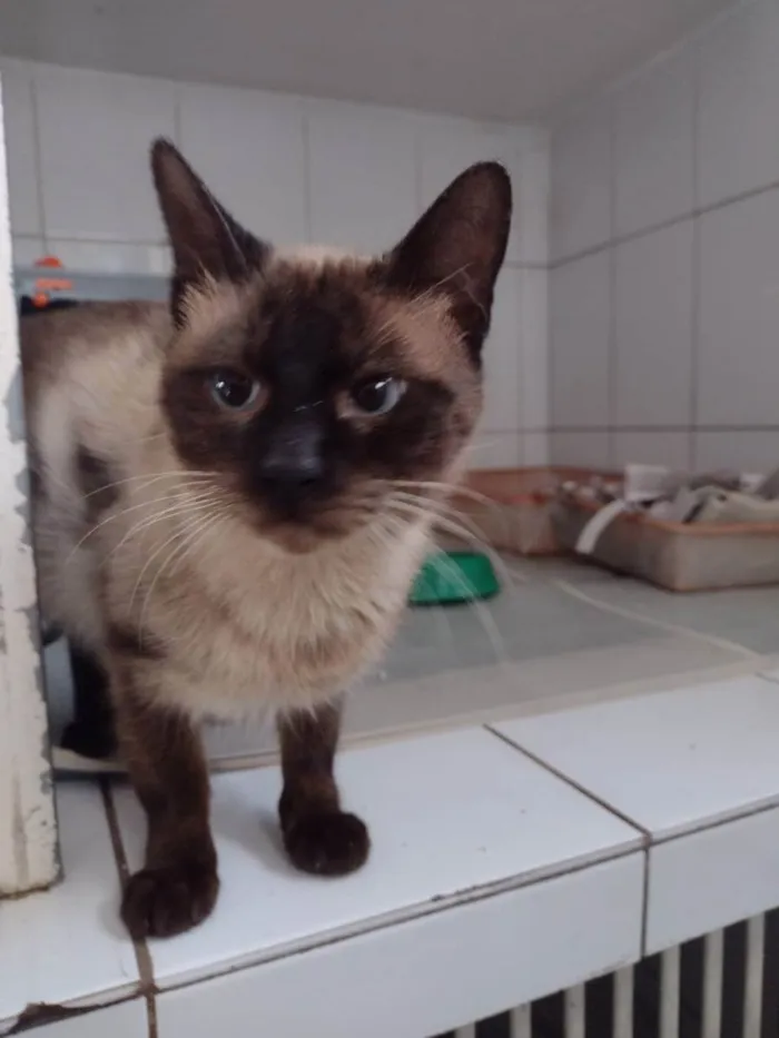 Gato raça Siamês  idade 3 anos nome Dodongo