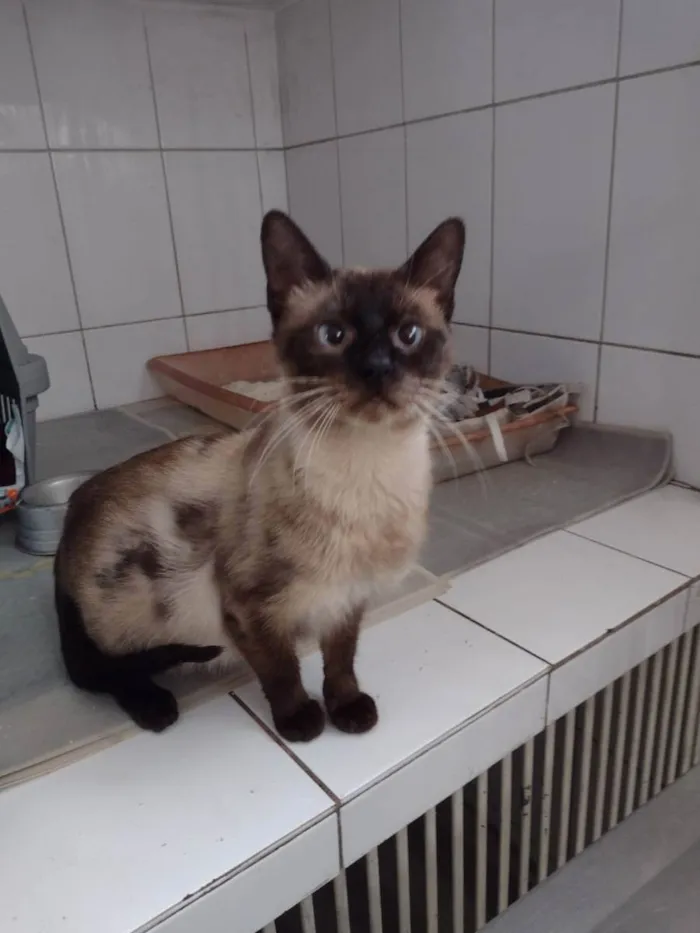 Gato raça Siamês  idade 3 anos nome Dodongo