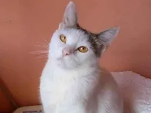 Gato raça Srd idade 2 anos nome Ayana