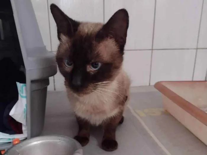 Gato raça Siamês  idade 3 anos nome Dodongo