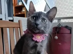 Gato raça Srd idade 2 a 6 meses nome Maria 