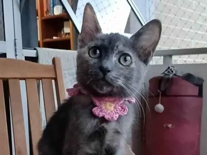 Gato ra a Srd idade 2 a 6 meses nome Maria 