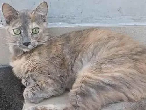 Gato ra a Srd idade 7 a 11 meses nome Suzy