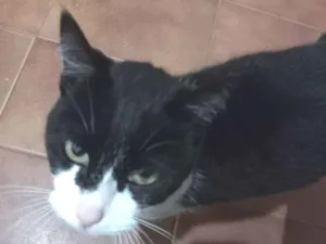 Gato raça vira-lata, SRD idade 6 ou mais anos nome Sofia