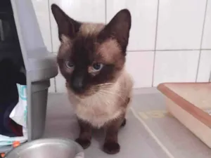 Gato raça Siamês  idade 3 anos nome Dodongo