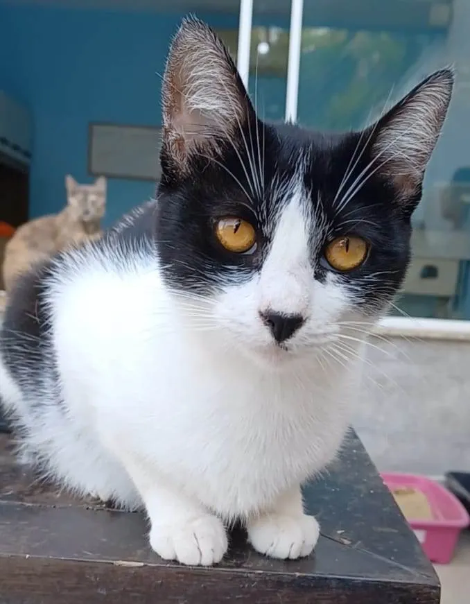 Gato ra a Srd idade 1 ano nome Maggie