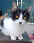 Maggie