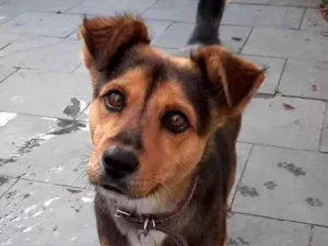 Cachorro raça Sem raça definida idade 2 anos nome Chiara