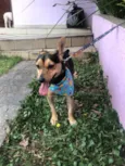 Cachorro raça Srd idade 1 ano nome Brisa