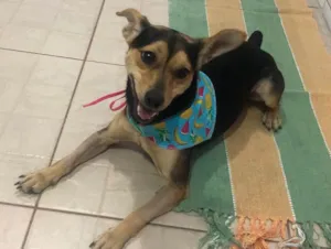 Cachorro raça Srd idade 1 ano nome Brisa