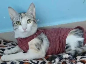 Gato raça Srd idade 2 a 6 meses nome Penélope 